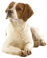 Royal Canin Medium Adult для взрослых собак средних пород Royal Canin Medium Adult